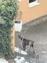 Bild zu gemeldetem Anliegen vom *2026-01-09 06:40:45