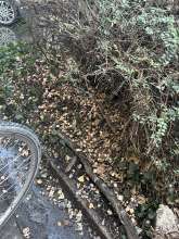 Bild zu gemeldetem Anliegen vom *2026-01-16 09:00:02