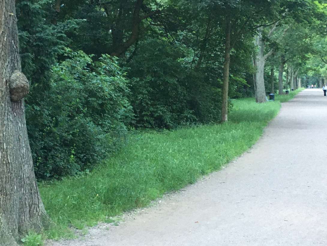 Bild zu gemeldetem Anliegen vom *2024-06-04 07:53:44