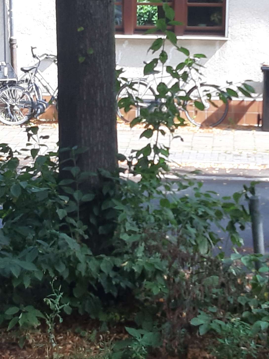 Bild zu gemeldetem Anliegen vom *2024-07-26 11:12:18