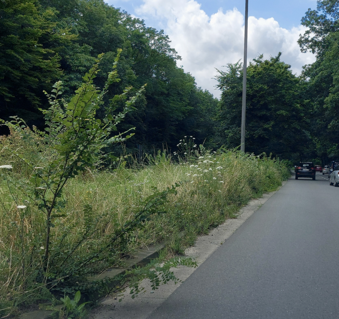 Bild zu gemeldetem Anliegen vom *2024-07-18 12:19:53