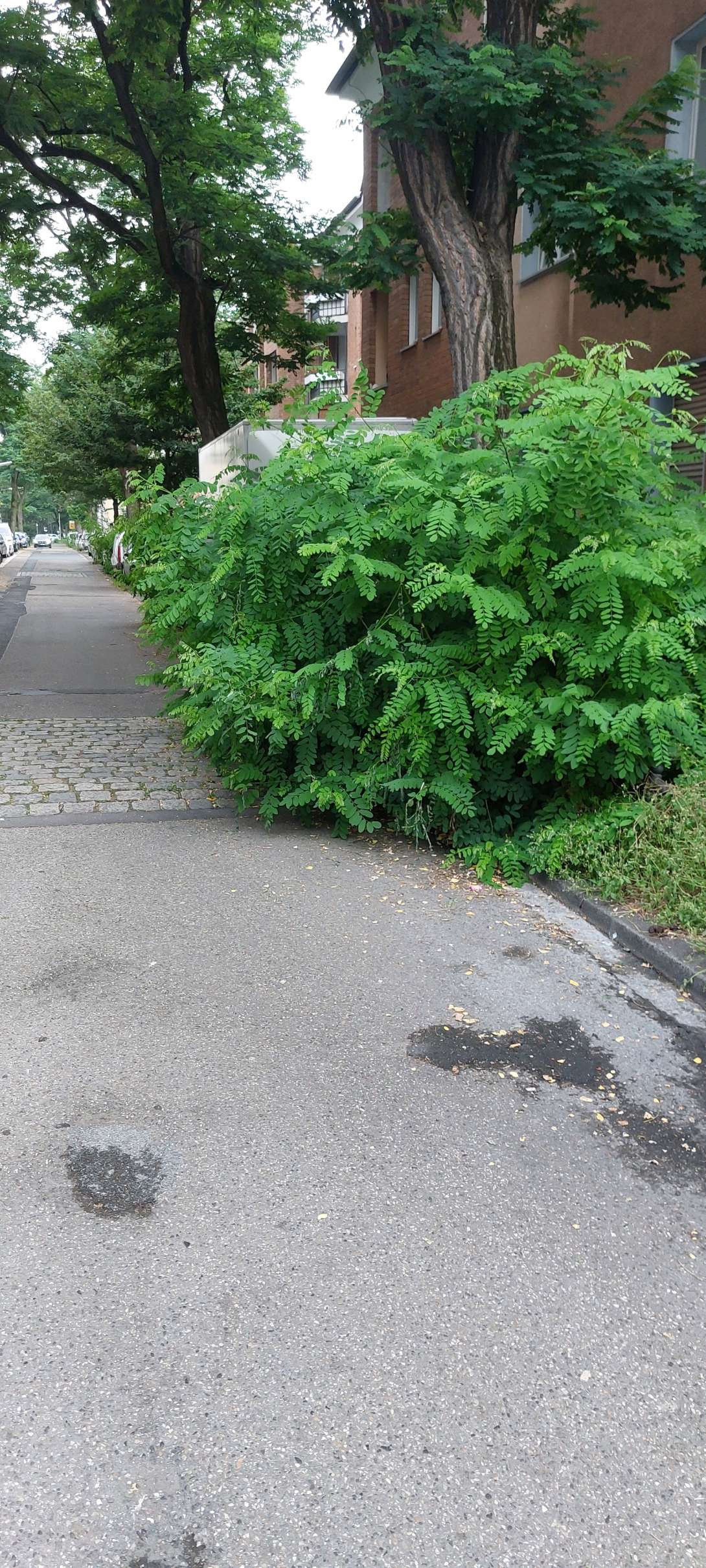 Bild zu gemeldetem Anliegen vom *2024-08-14 18:26:32