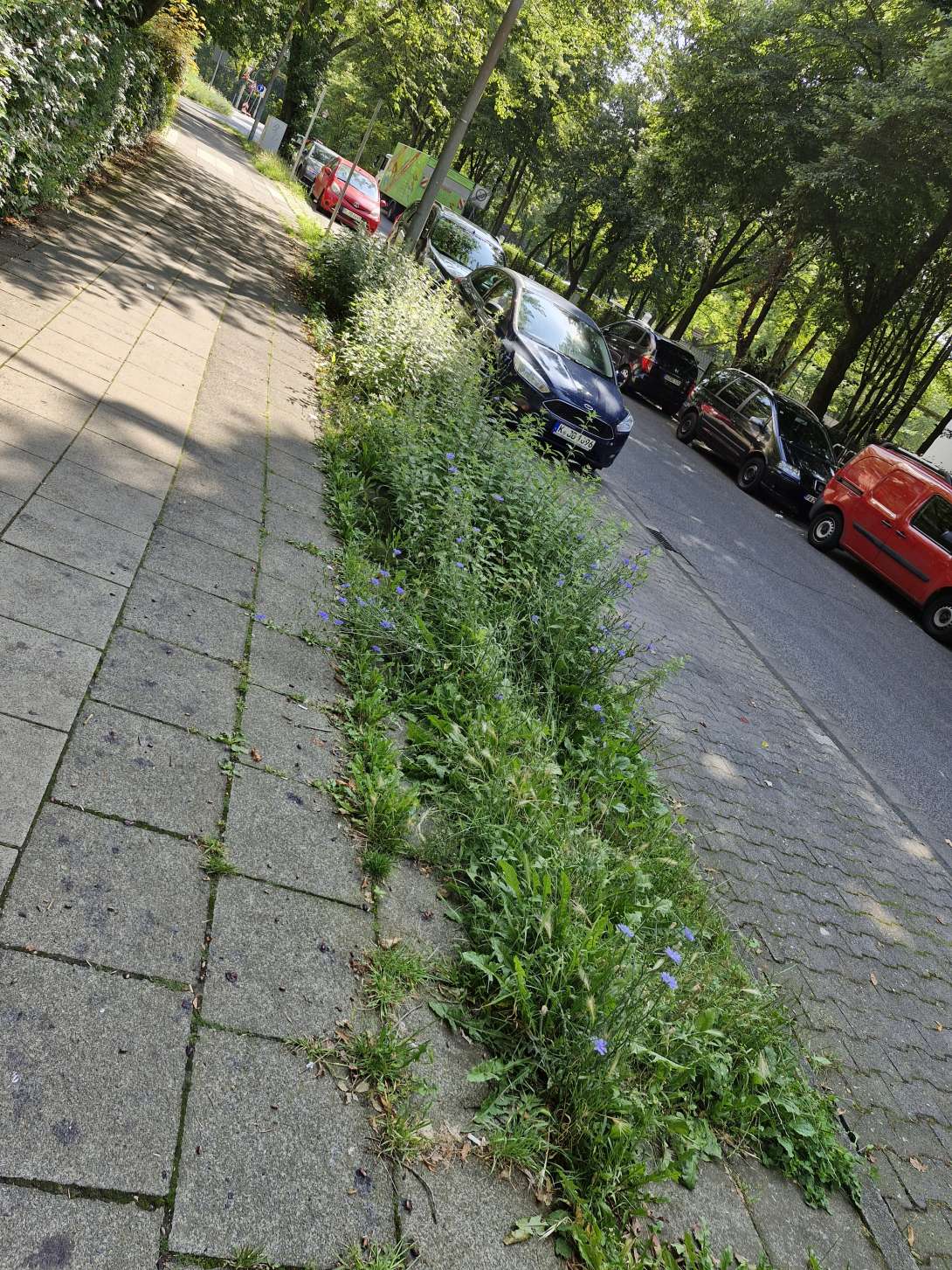 Bild zu gemeldetem Anliegen vom *2024-08-08 15:09:41