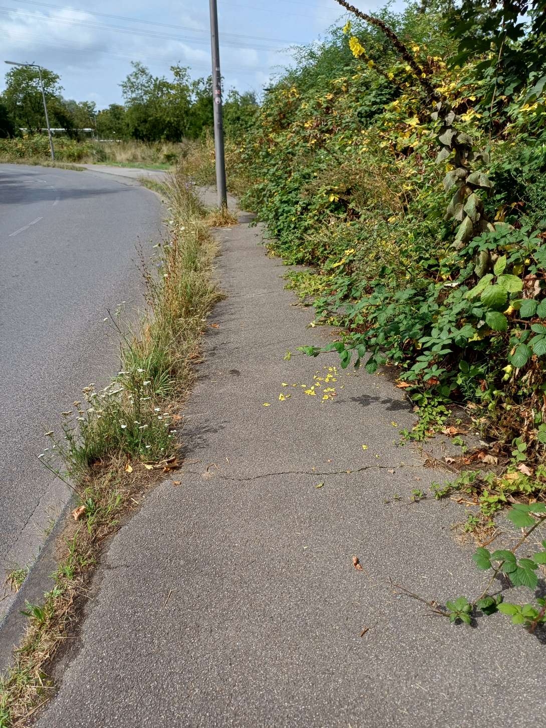 Bild zu gemeldetem Anliegen vom *2024-08-18 11:48:05