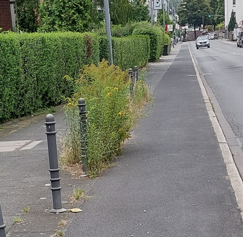Bild zu gemeldetem Anliegen vom *2024-08-11 02:10:42