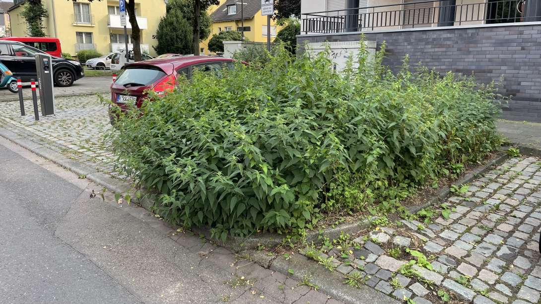Bild zu gemeldetem Anliegen vom *2024-08-18 22:00:41