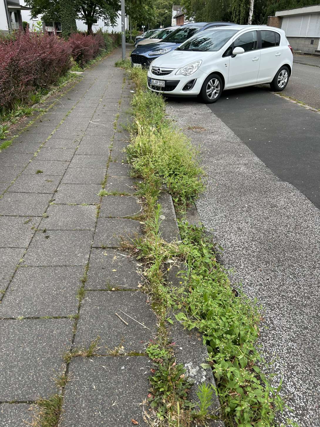 Bild zu gemeldetem Anliegen vom *2024-08-01 13:37:46