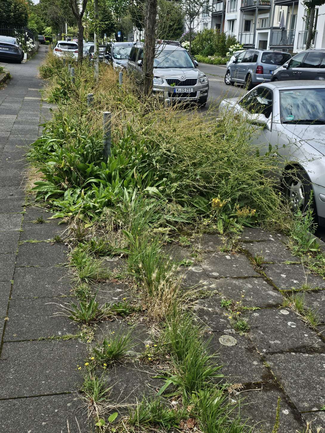 Bild zu gemeldetem Anliegen vom *2024-08-02 16:39:56