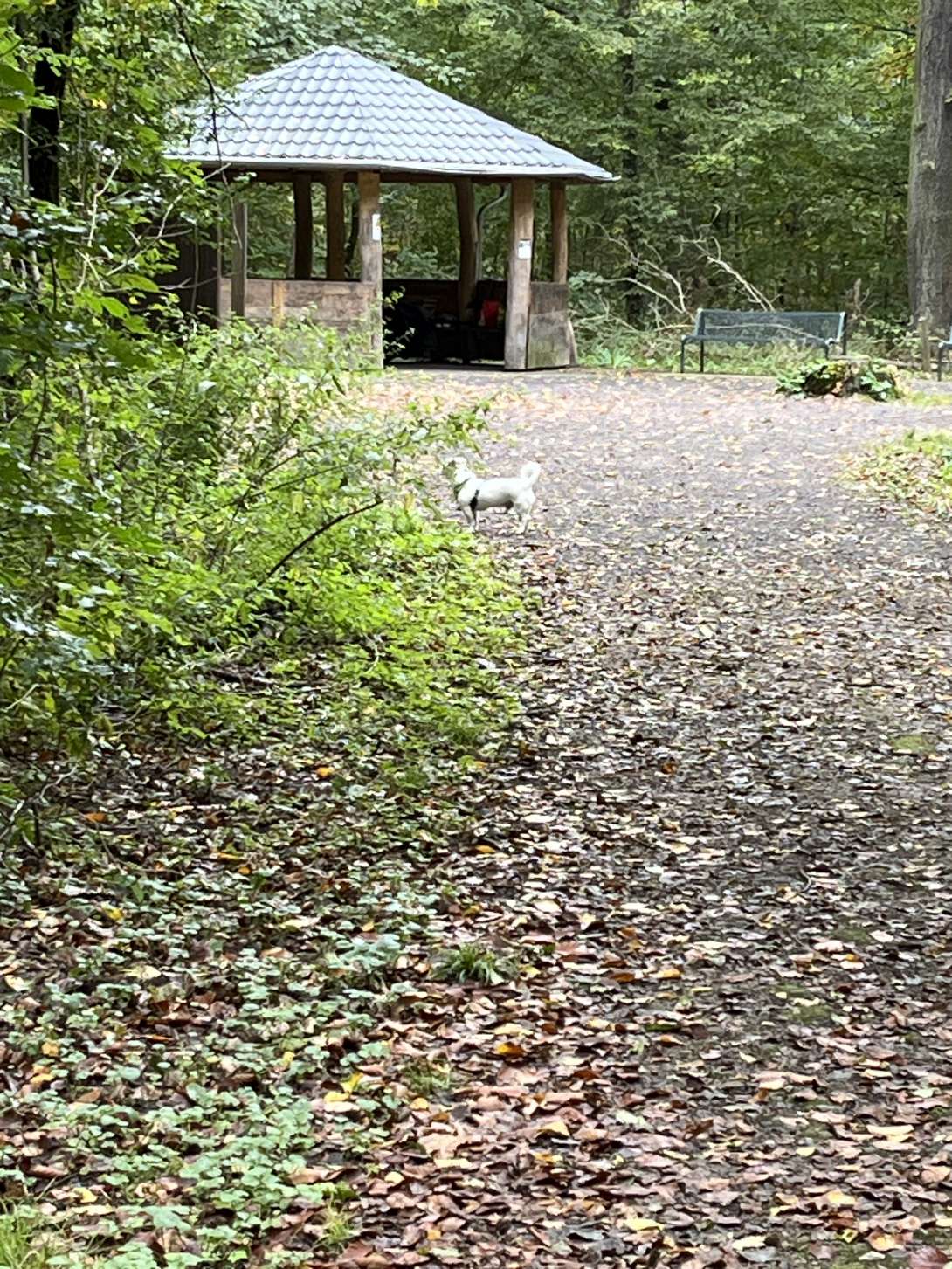 Bild zu gemeldetem Anliegen vom *2024-10-12 12:18:44