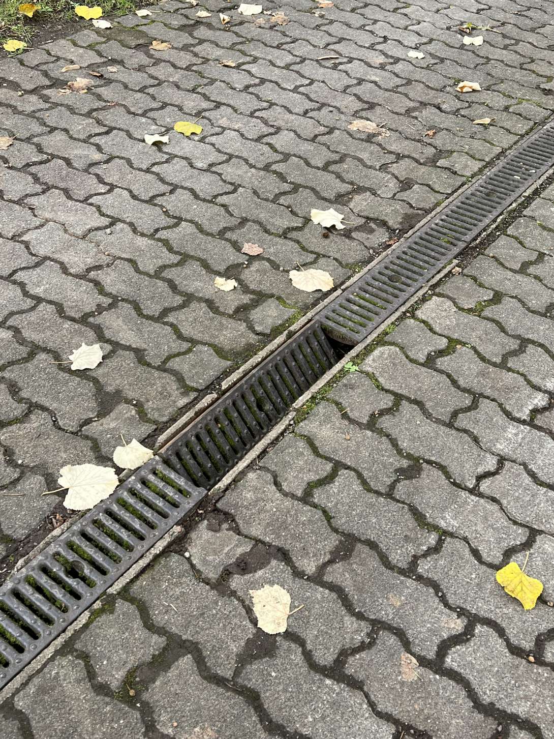 Bild zu gemeldetem Anliegen vom *2024-11-18 07:17:55