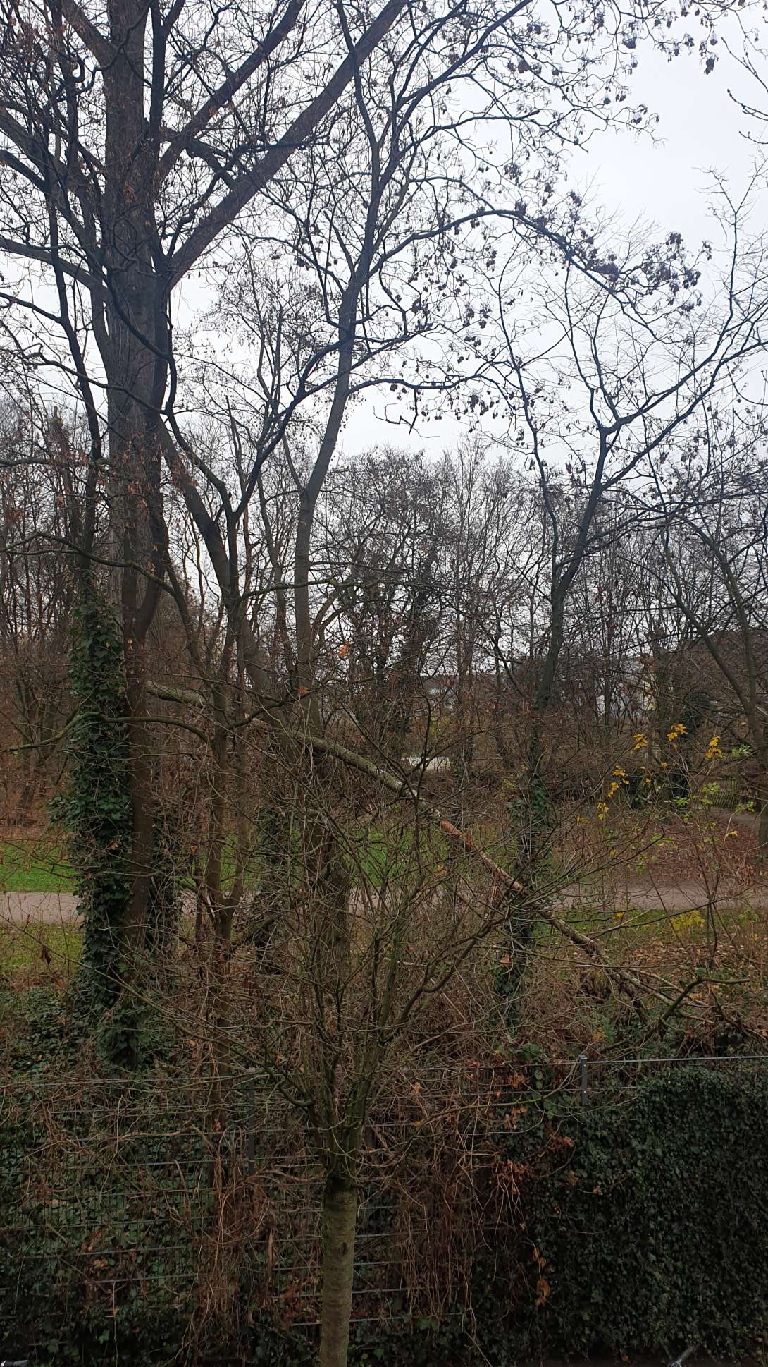 Bild zu gemeldetem Anliegen vom *2024-12-10 12:27:54