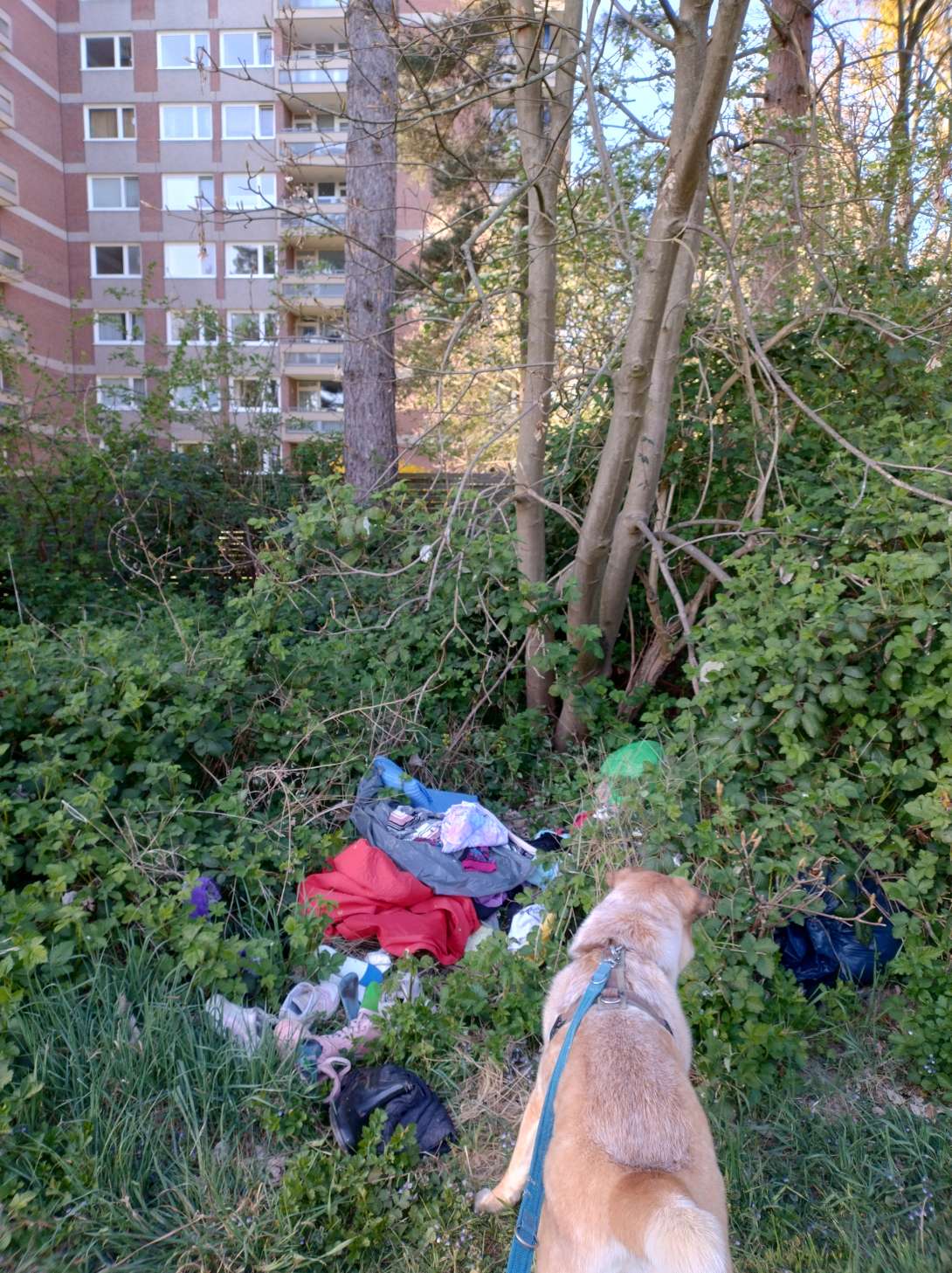 Bild zu gemeldetem Anliegen vom *2025-04-10 12:02:16