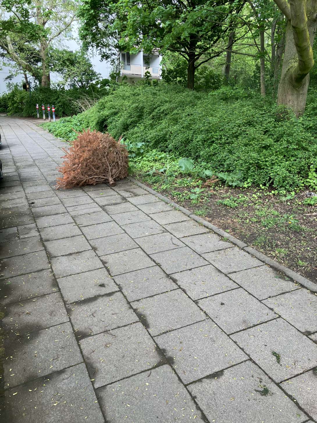 Bild zu gemeldetem Anliegen vom *2025-04-21 14:22:21