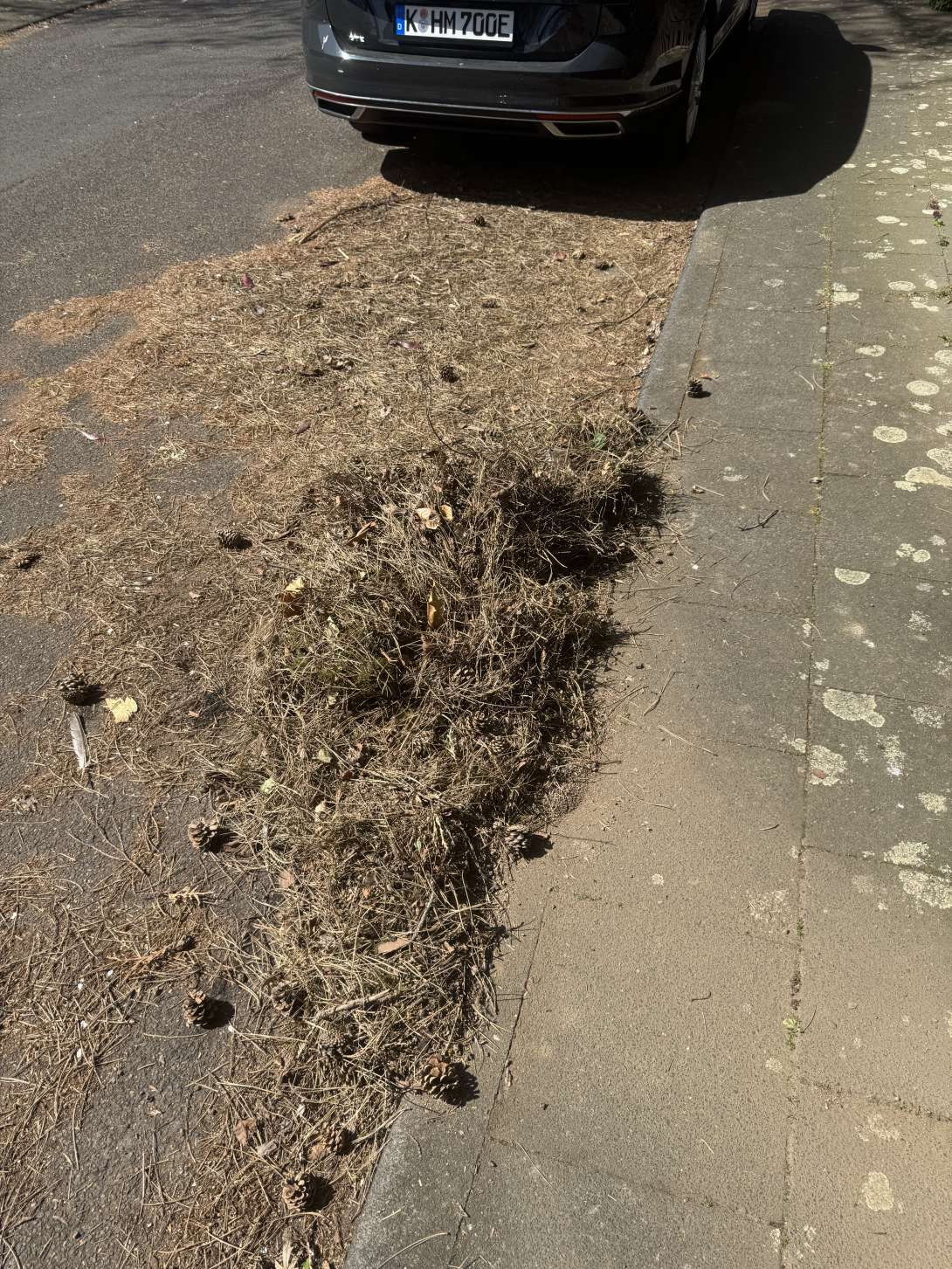 Bild zu gemeldetem Anliegen vom *2025-04-12 13:29:17