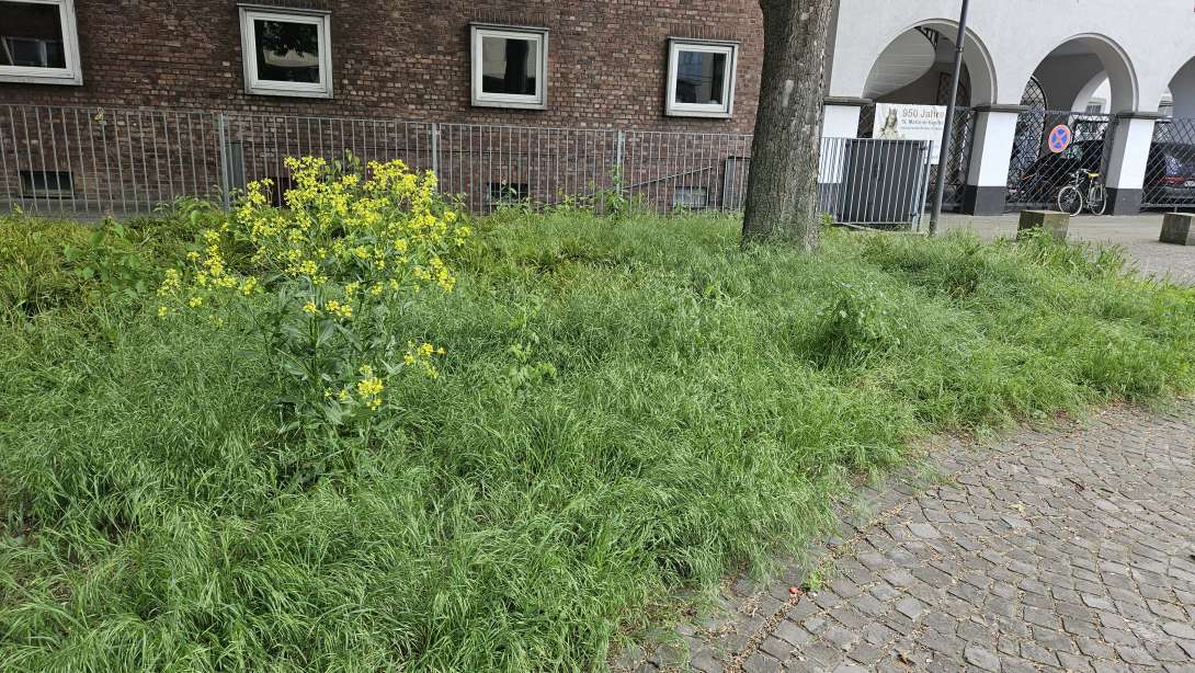 Bild zu gemeldetem Anliegen vom *2025-05-06 18:09:16