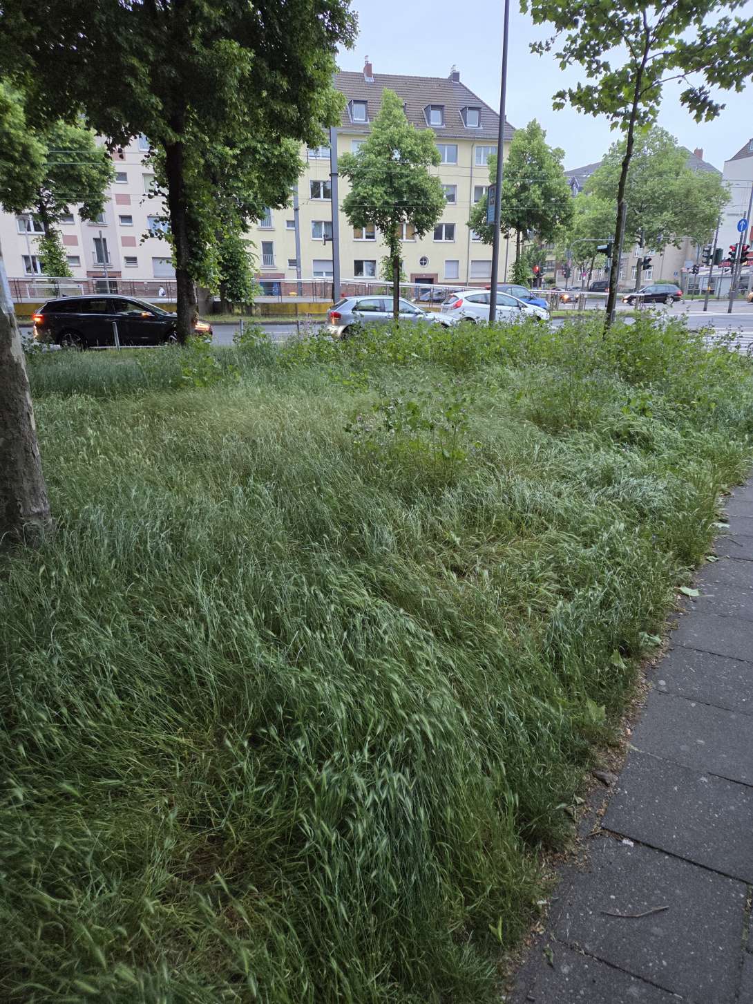 Bild zu gemeldetem Anliegen vom *2025-05-15 07:28:42