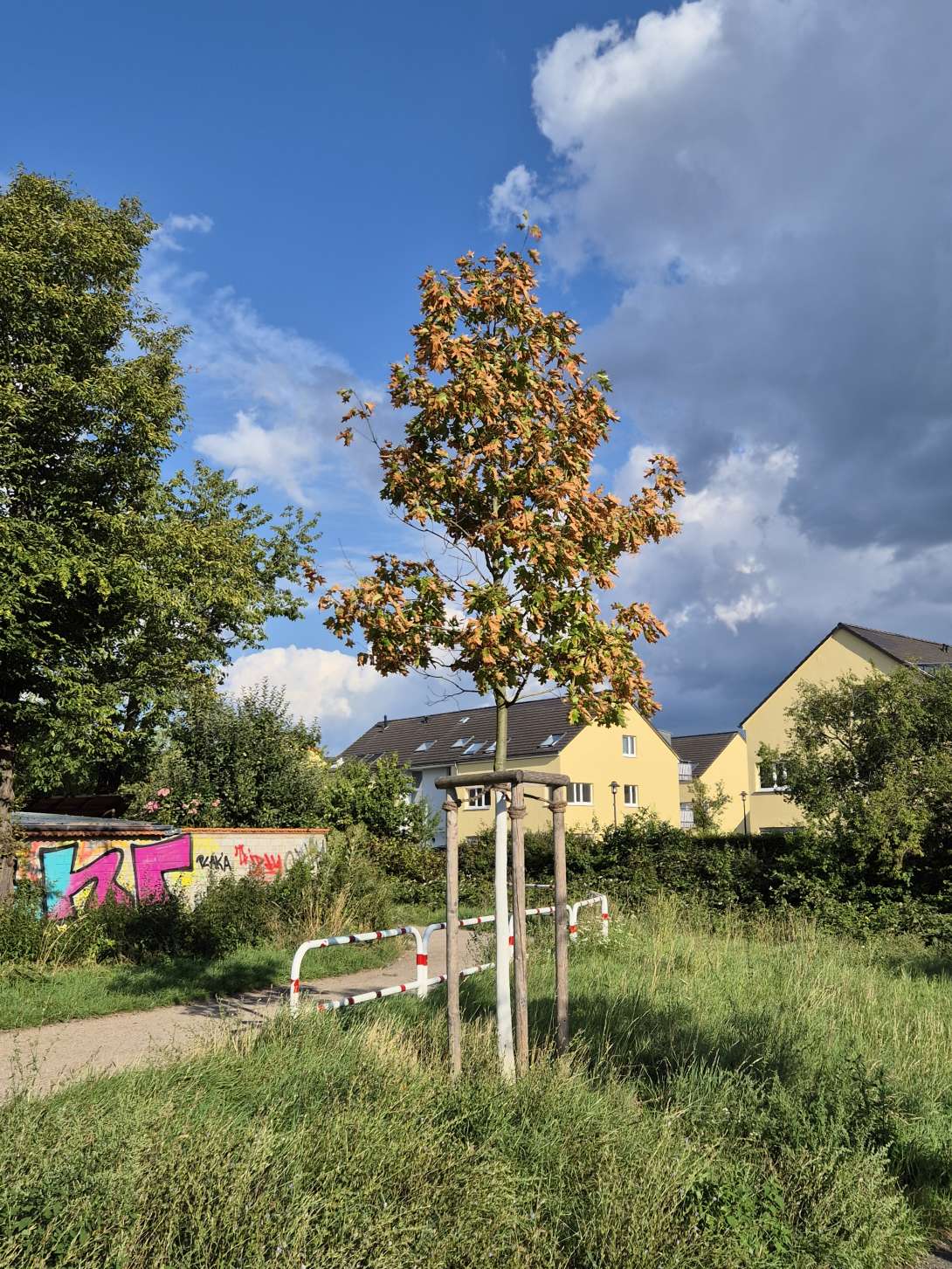 Bild zu gemeldetem Anliegen vom *2025-07-30 18:26:45