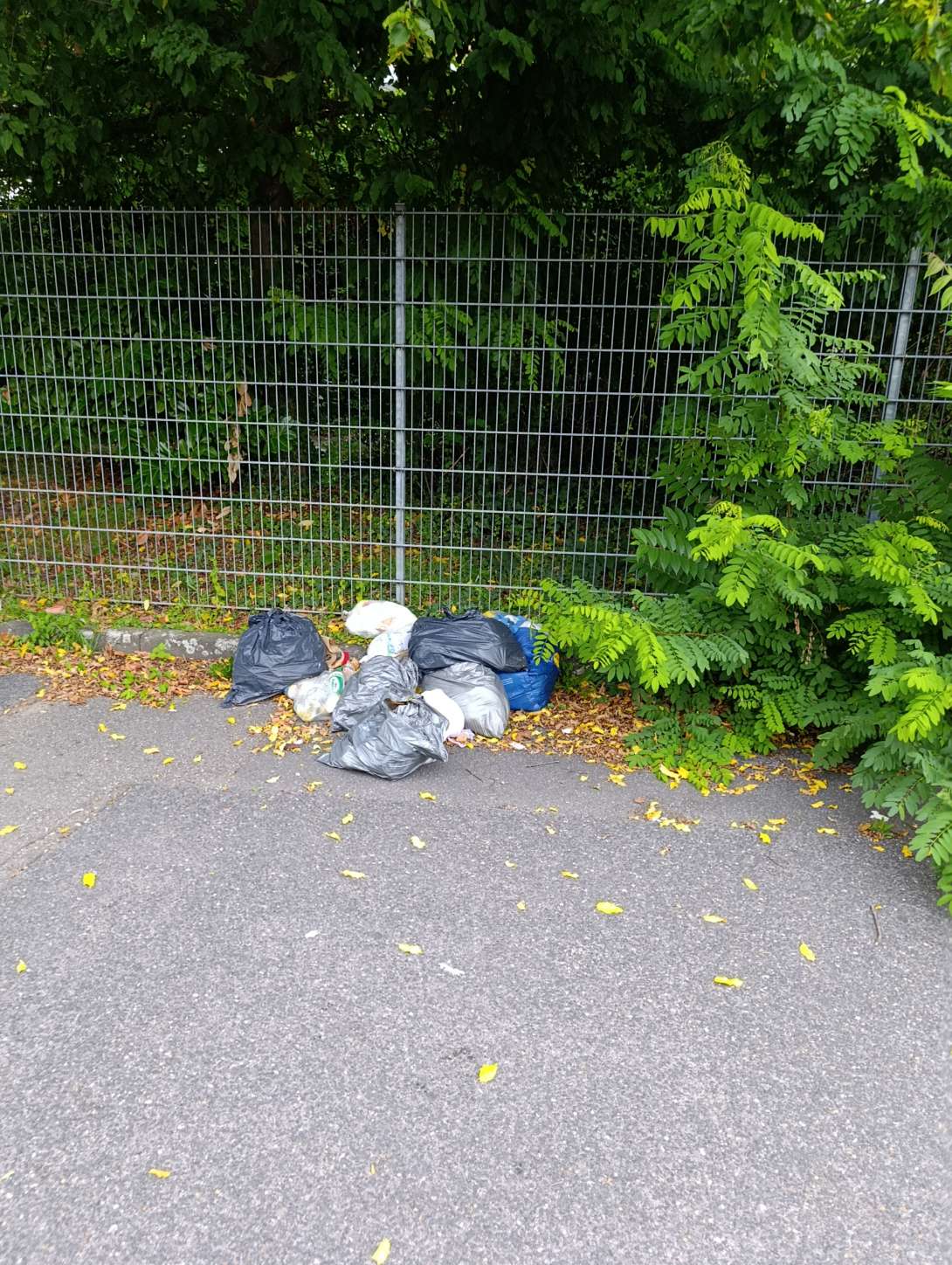 Bild zu gemeldetem Anliegen vom *2025-07-31 10:44:38