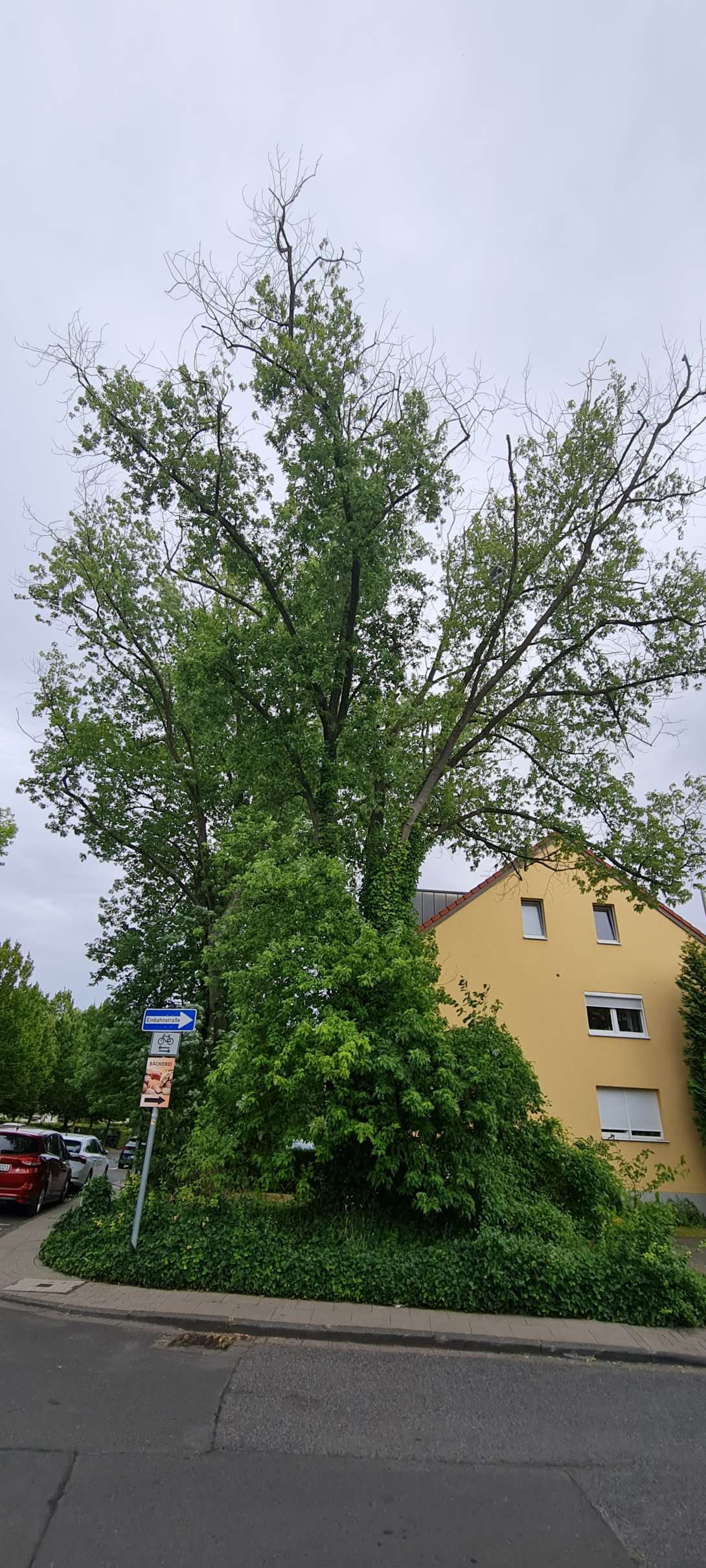 Bild zu gemeldetem Anliegen vom *2025-07-05 18:59:08