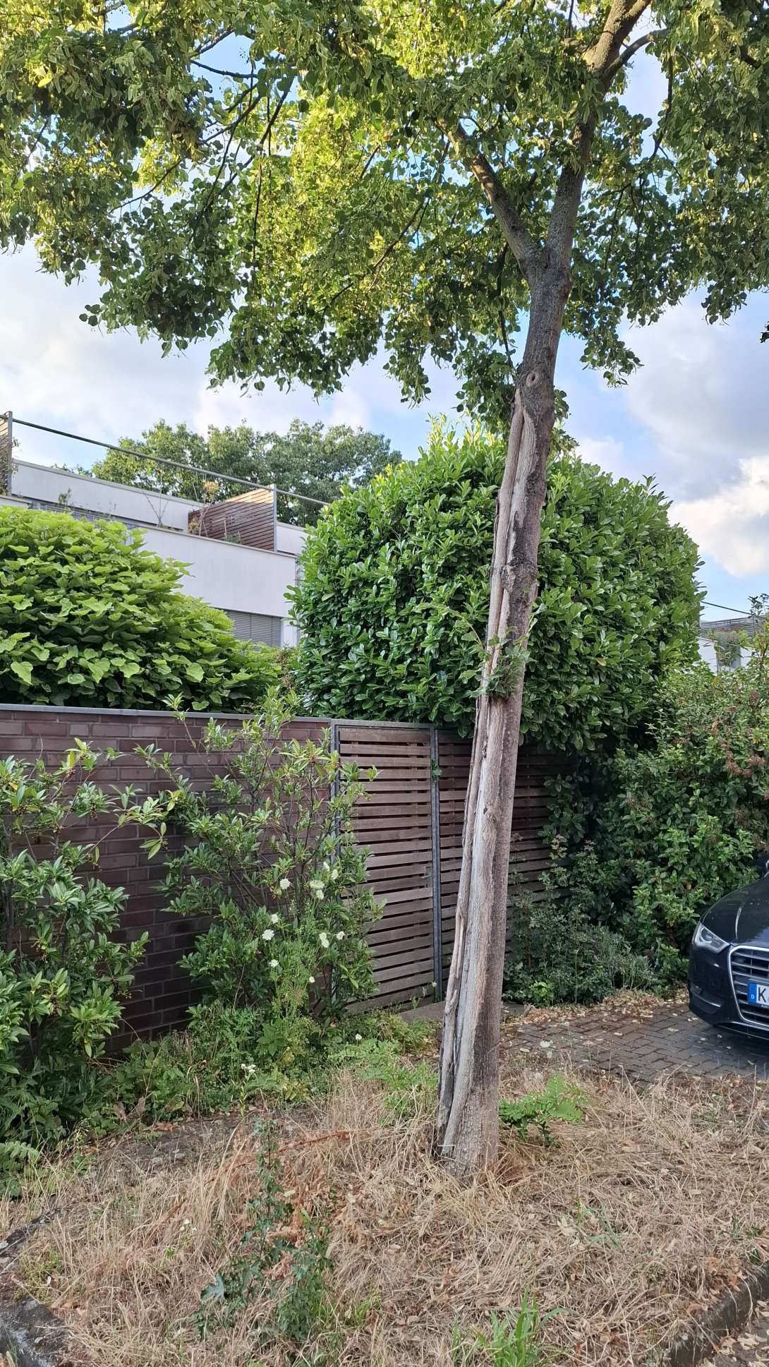 Bild zu gemeldetem Anliegen vom *2025-07-16 15:36:13