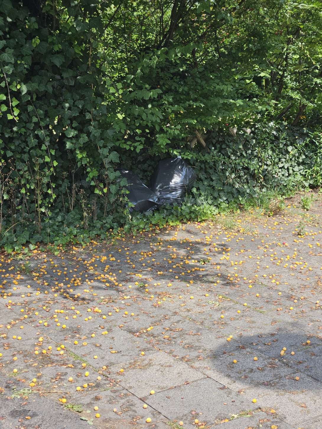 Bild zu gemeldetem Anliegen vom *2025-07-12 12:27:18