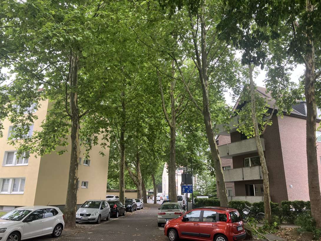 Bild zu gemeldetem Anliegen vom *2025-07-17 14:48:17