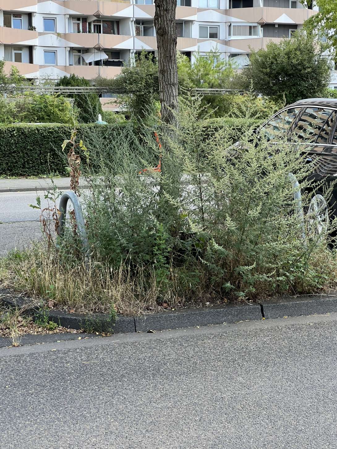 Bild zu gemeldetem Anliegen vom Vorgebirgsstrasse *2025-07-17 12:29:36