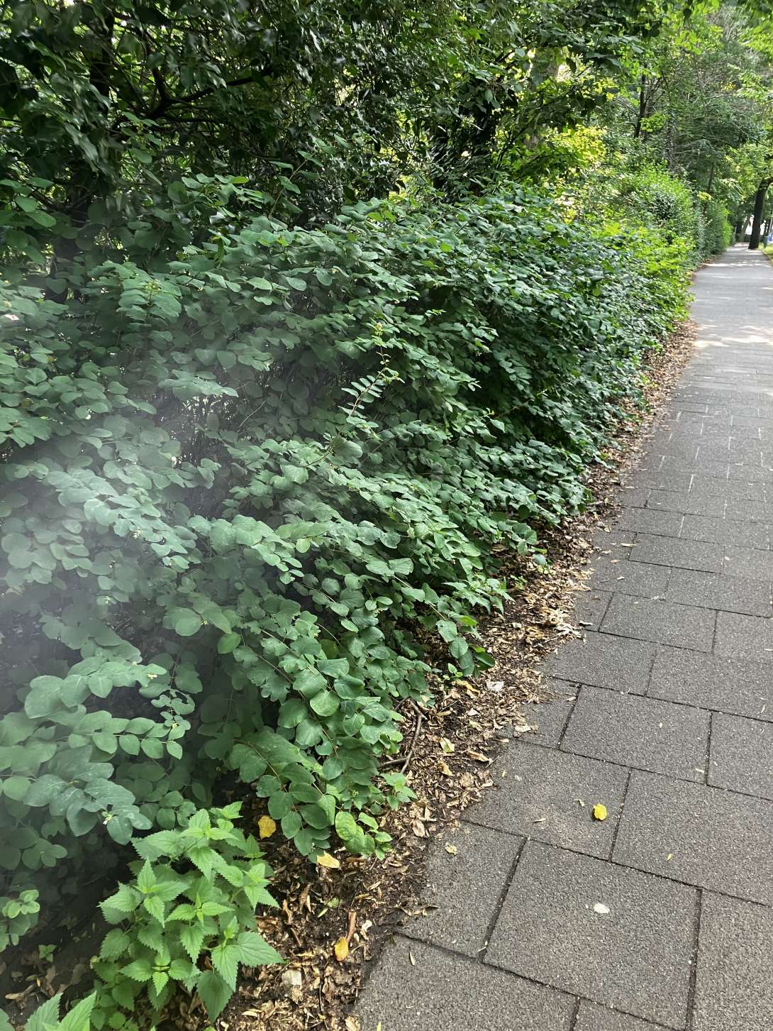 Bild zu gemeldetem Anliegen vom *2025-07-25 11:45:36