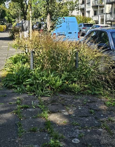 Bild zu gemeldetem Anliegen vom *2025-07-31 14:12:33