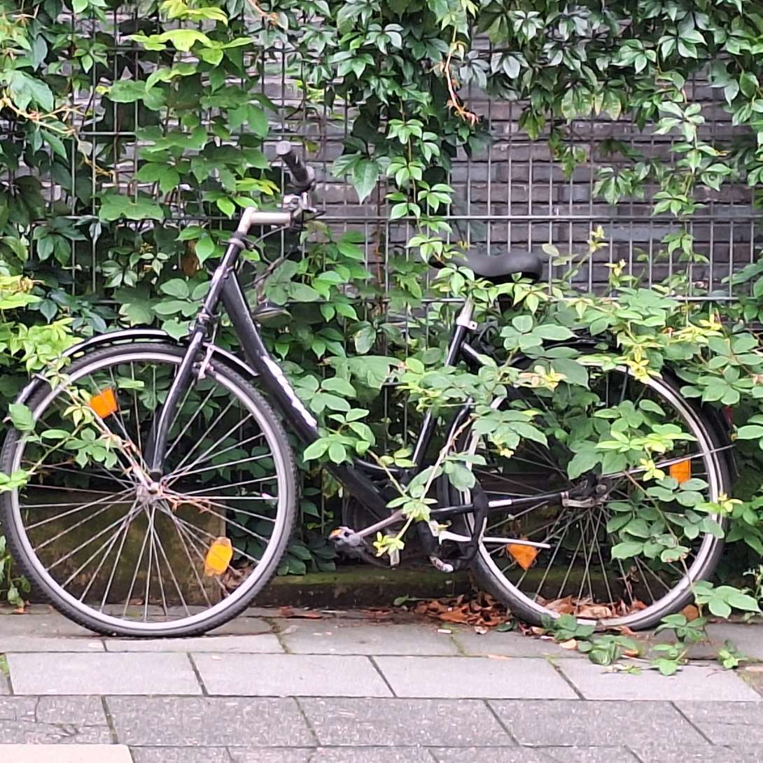 Bild zu gemeldetem Anliegen vom *2025-08-03 09:52:25