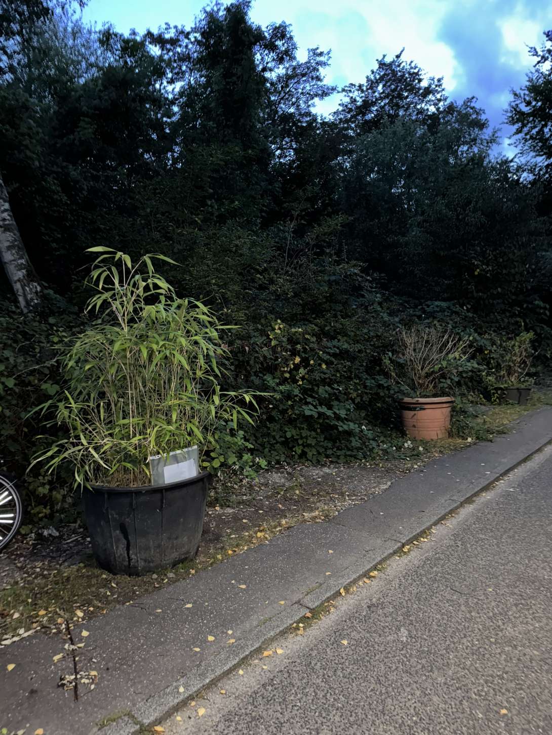 Bild zu gemeldetem Anliegen vom *2025-08-31 18:29:06