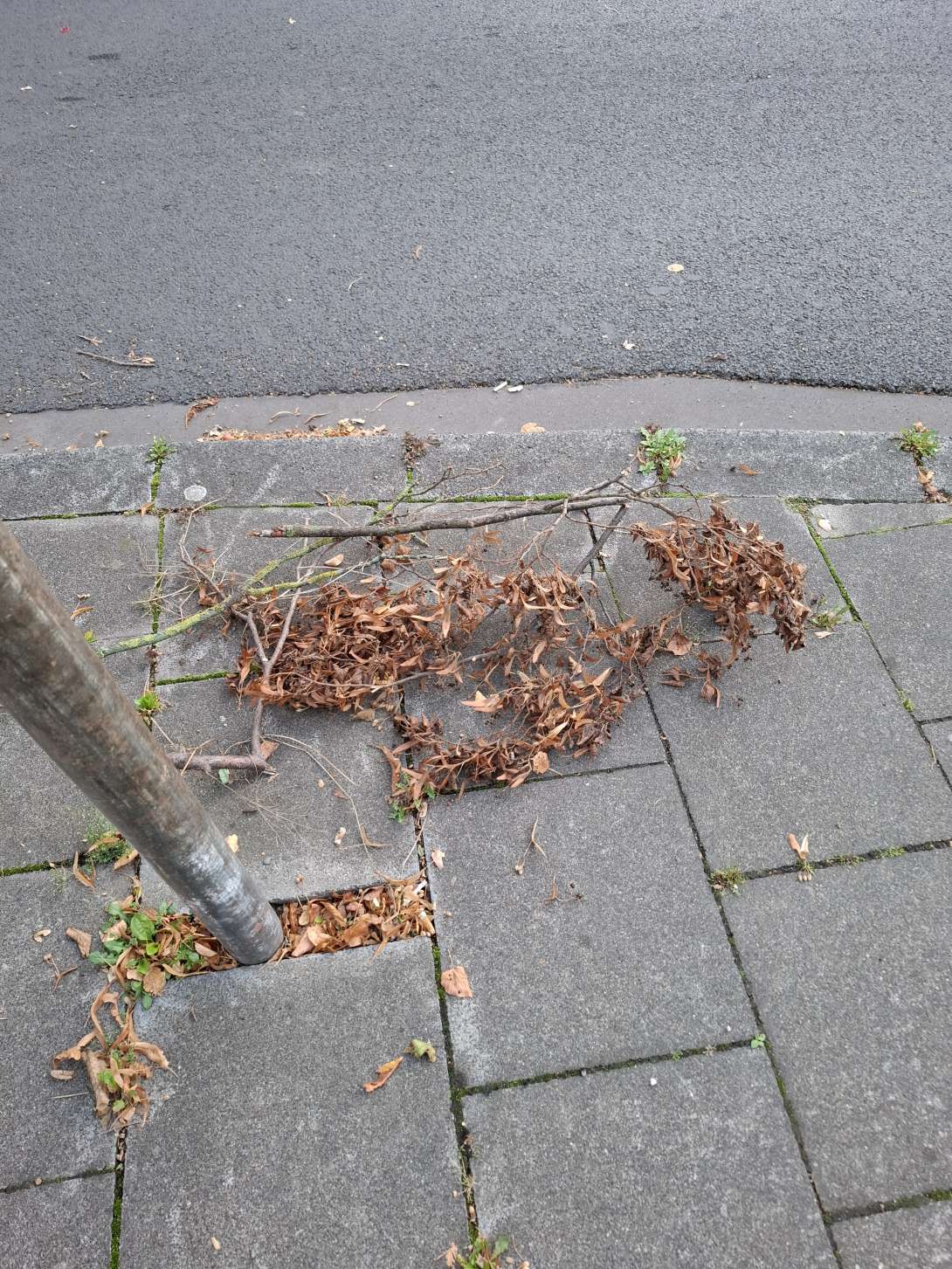 Bild zu gemeldetem Anliegen vom *2025-09-17 11:59:34