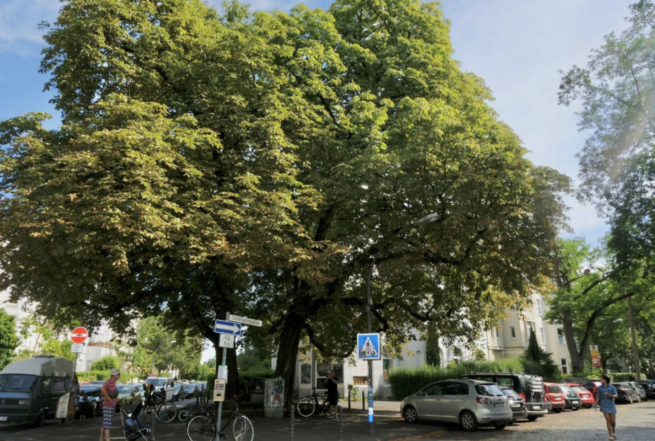 Bild zu gemeldetem Anliegen vom *2025-09-07 16:29:24