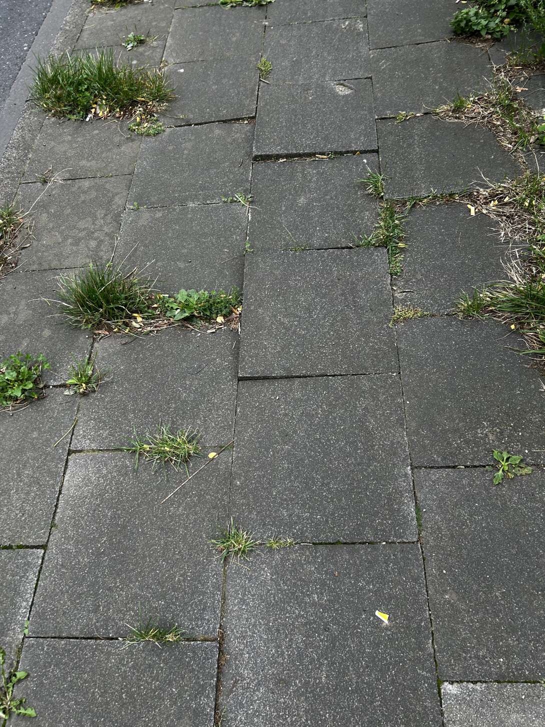 Bild zu gemeldetem Anliegen vom *2025-09-17 10:31:52