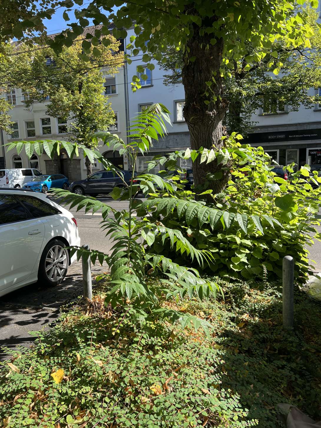 Bild zu gemeldetem Anliegen vom *2025-09-07 13:36:46