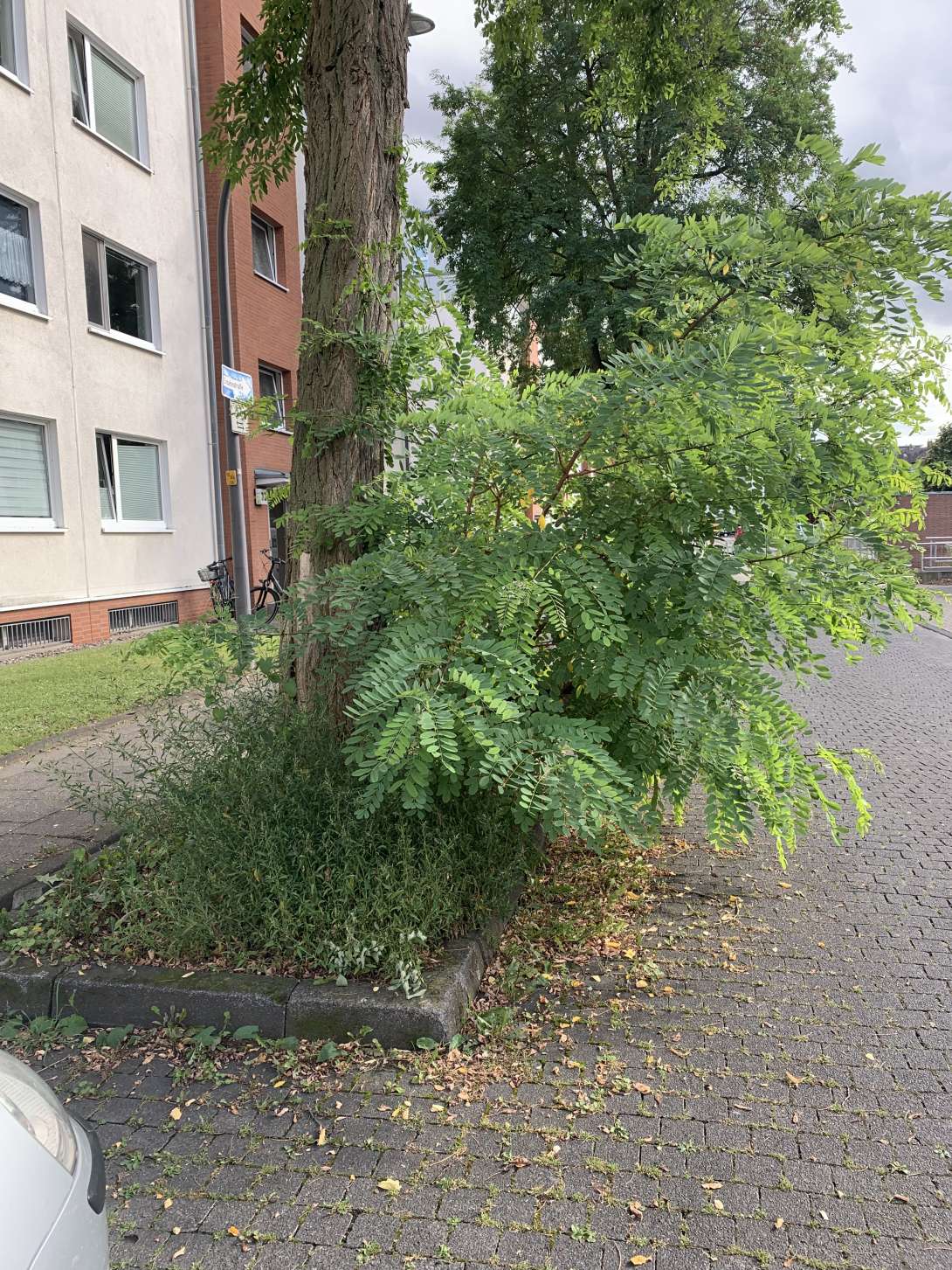Bild zu gemeldetem Anliegen vom *2025-09-02 07:54:45