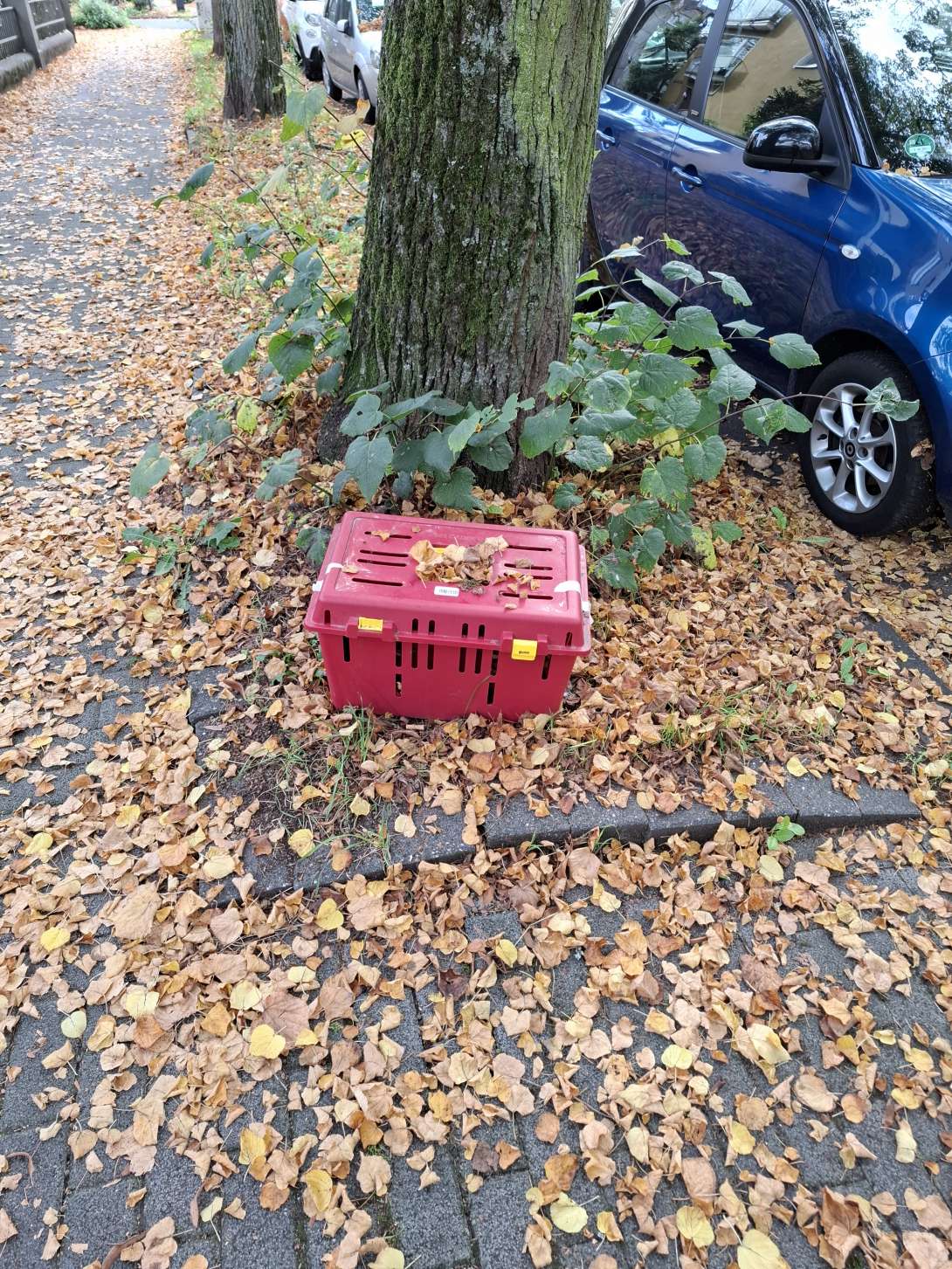 Bild zu gemeldetem Anliegen vom *2025-10-16 14:27:19