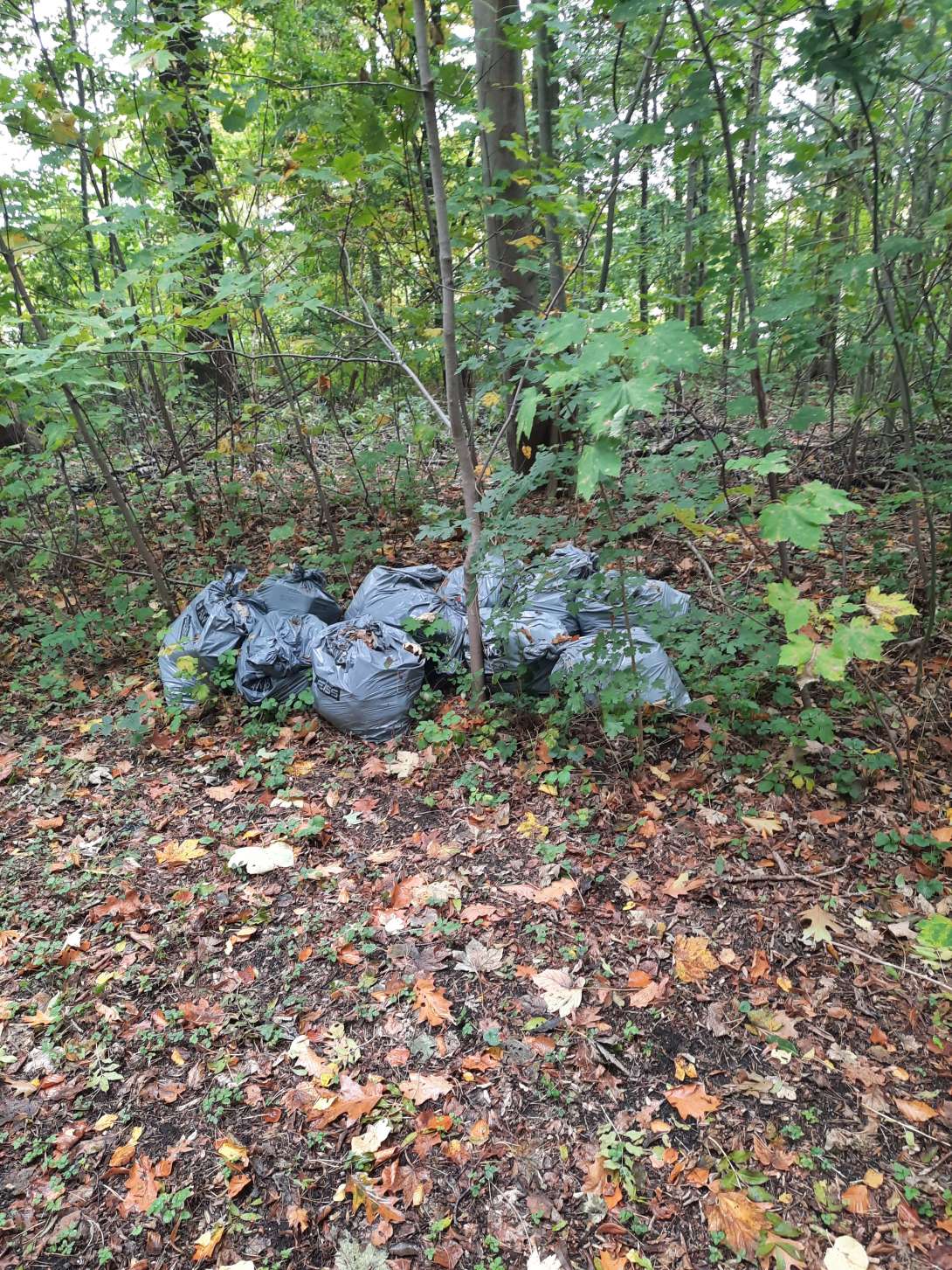 Bild zu gemeldetem Anliegen vom *2025-10-13 09:53:26