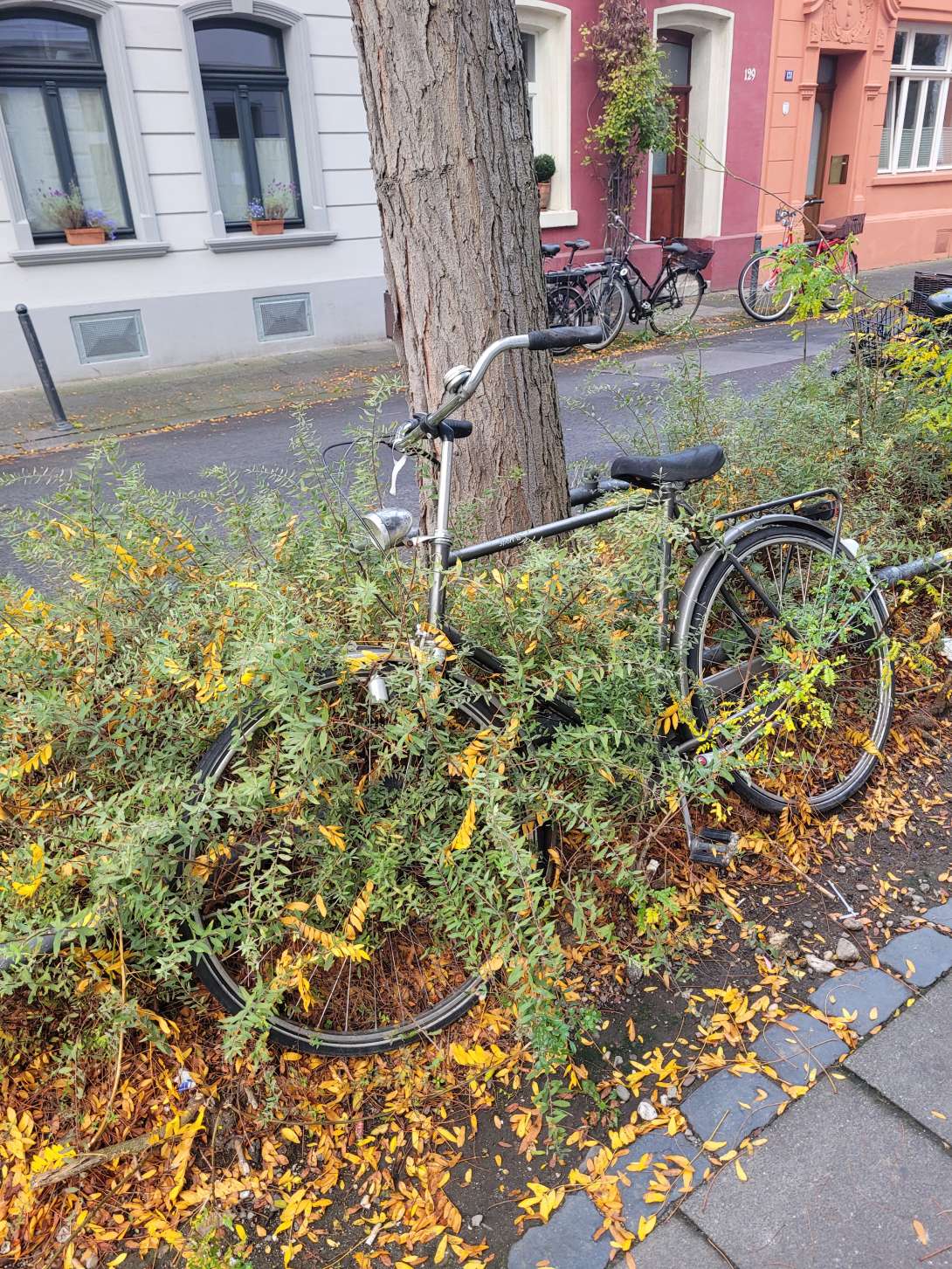 Bild zu gemeldetem Anliegen vom *2025-10-17 06:31:09