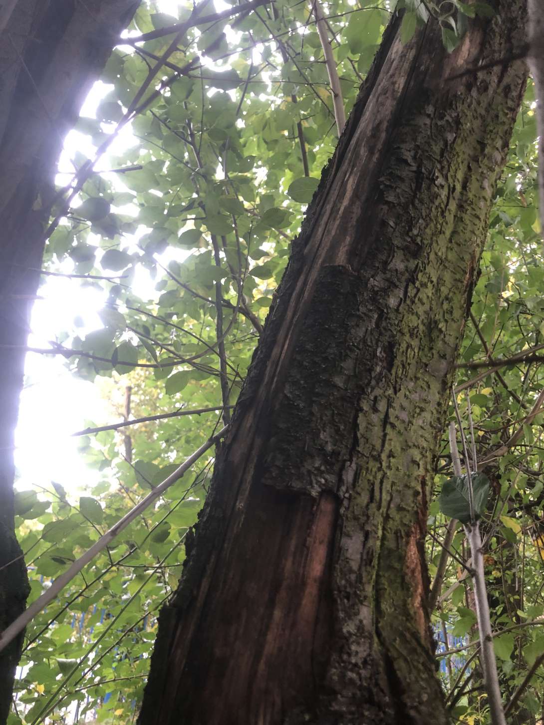 Bild zu gemeldetem Anliegen vom *2025-10-29 09:41:27