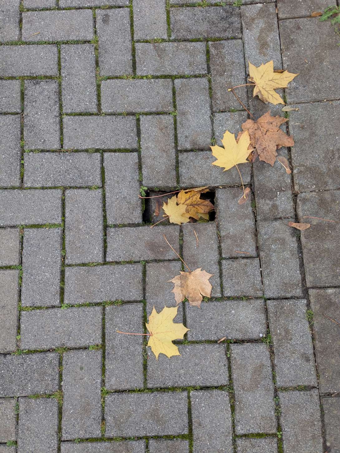 Bild zu gemeldetem Anliegen vom *2025-11-03 16:49:22