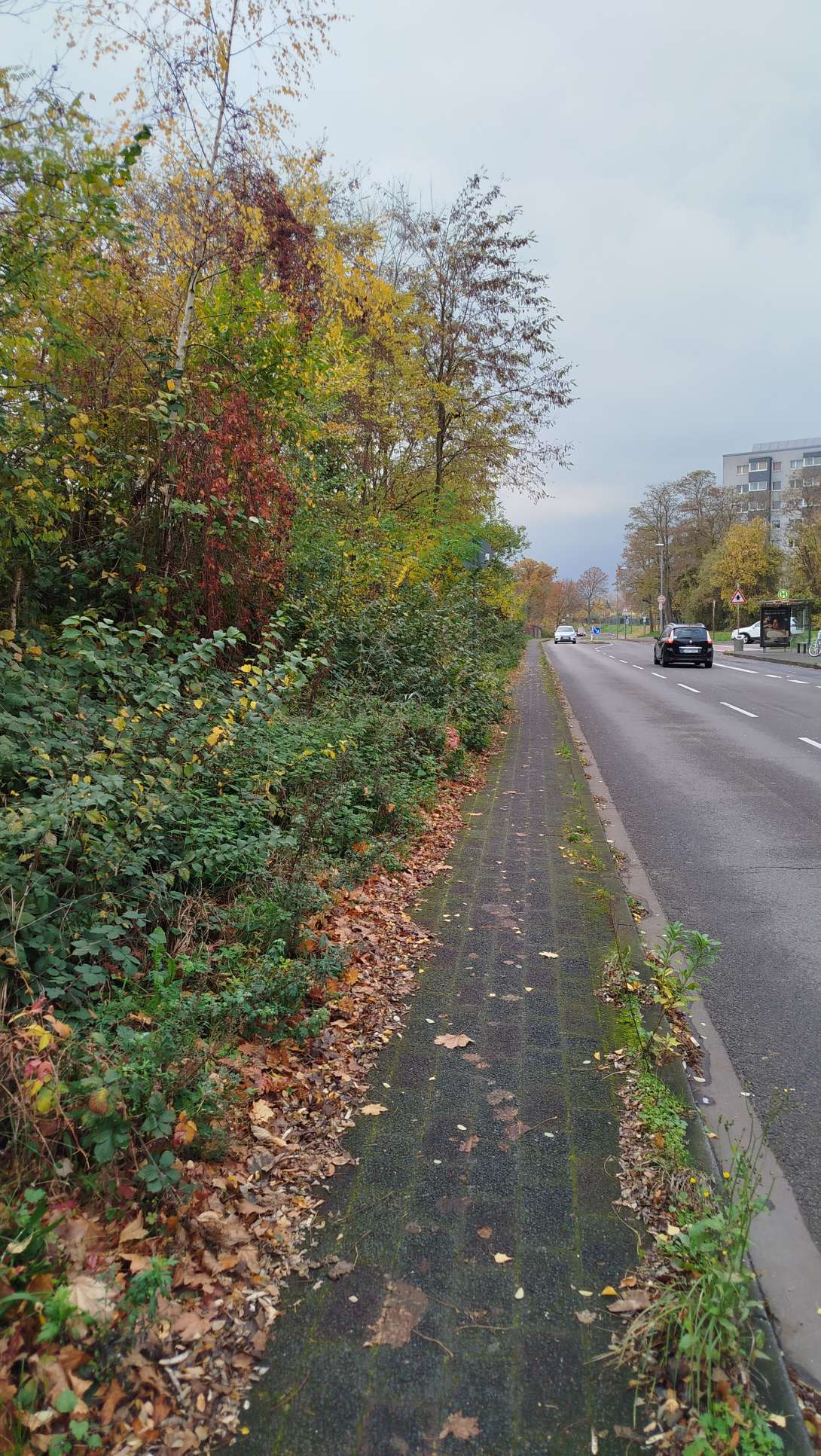 Bild zu gemeldetem Anliegen vom *2025-11-09 13:57:56