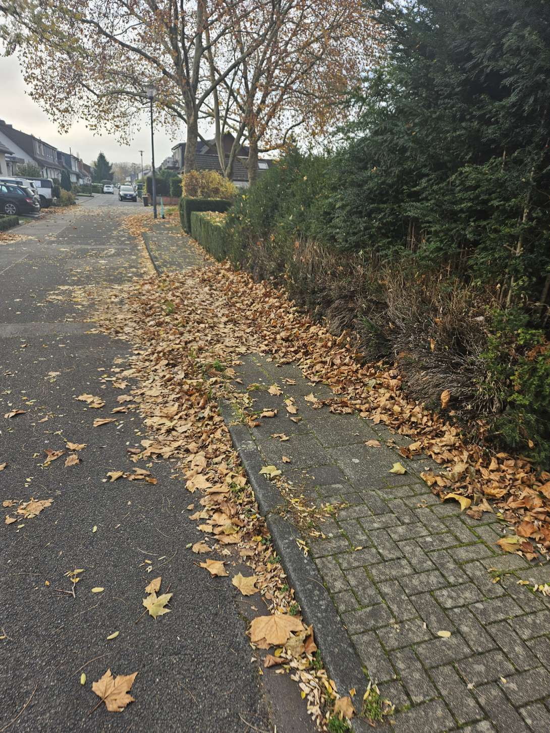 Bild zu gemeldetem Anliegen vom *2025-11-08 11:03:59