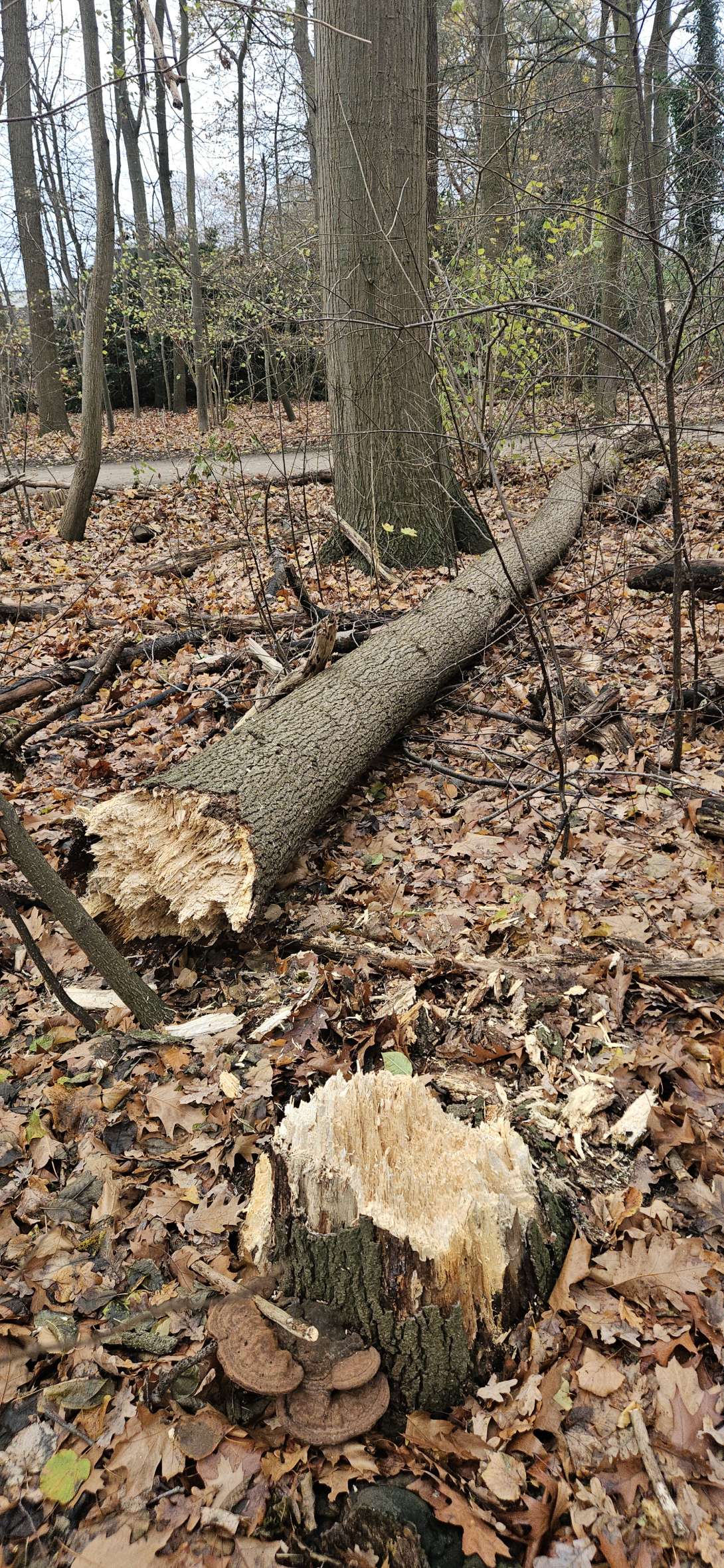 Bild zu gemeldetem Anliegen vom *2025-11-27 09:29:47