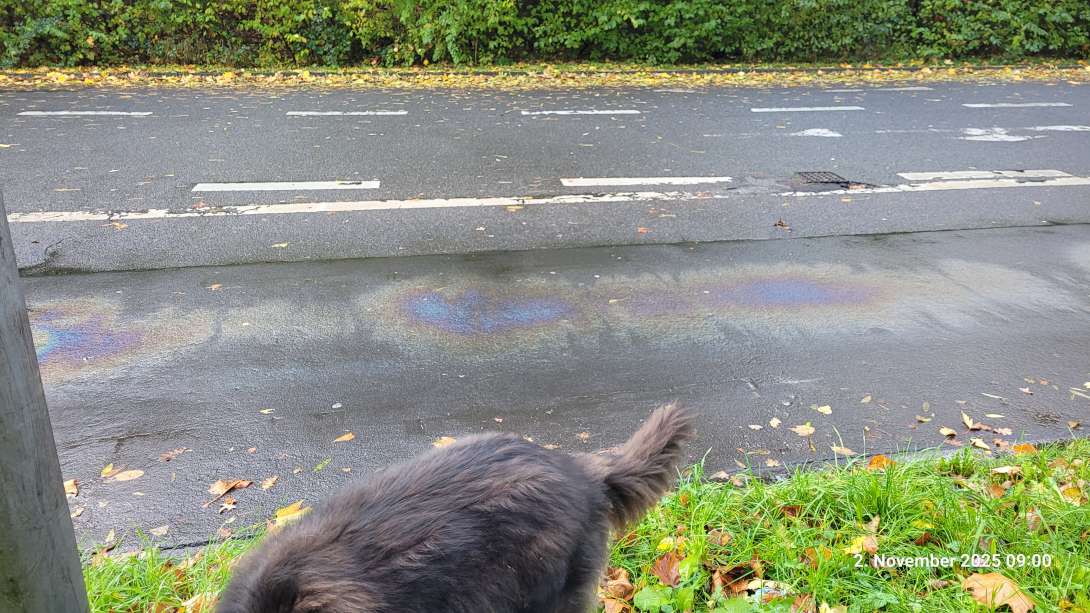 Bild zu gemeldetem Anliegen vom *2025-11-02 09:03:12