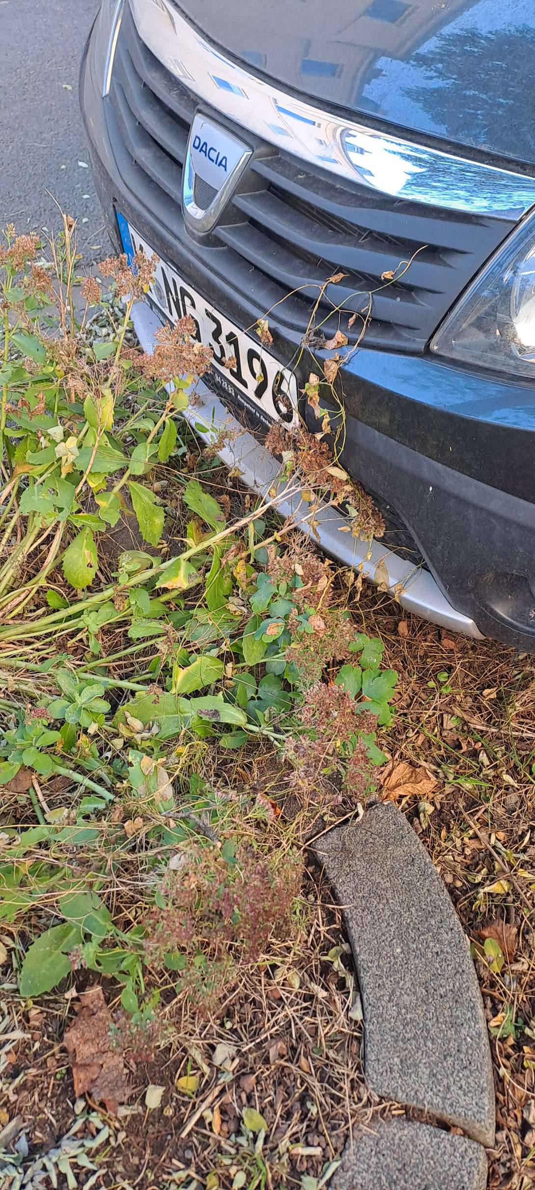 Bild zu gemeldetem Anliegen vom *2025-11-07 12:27:22