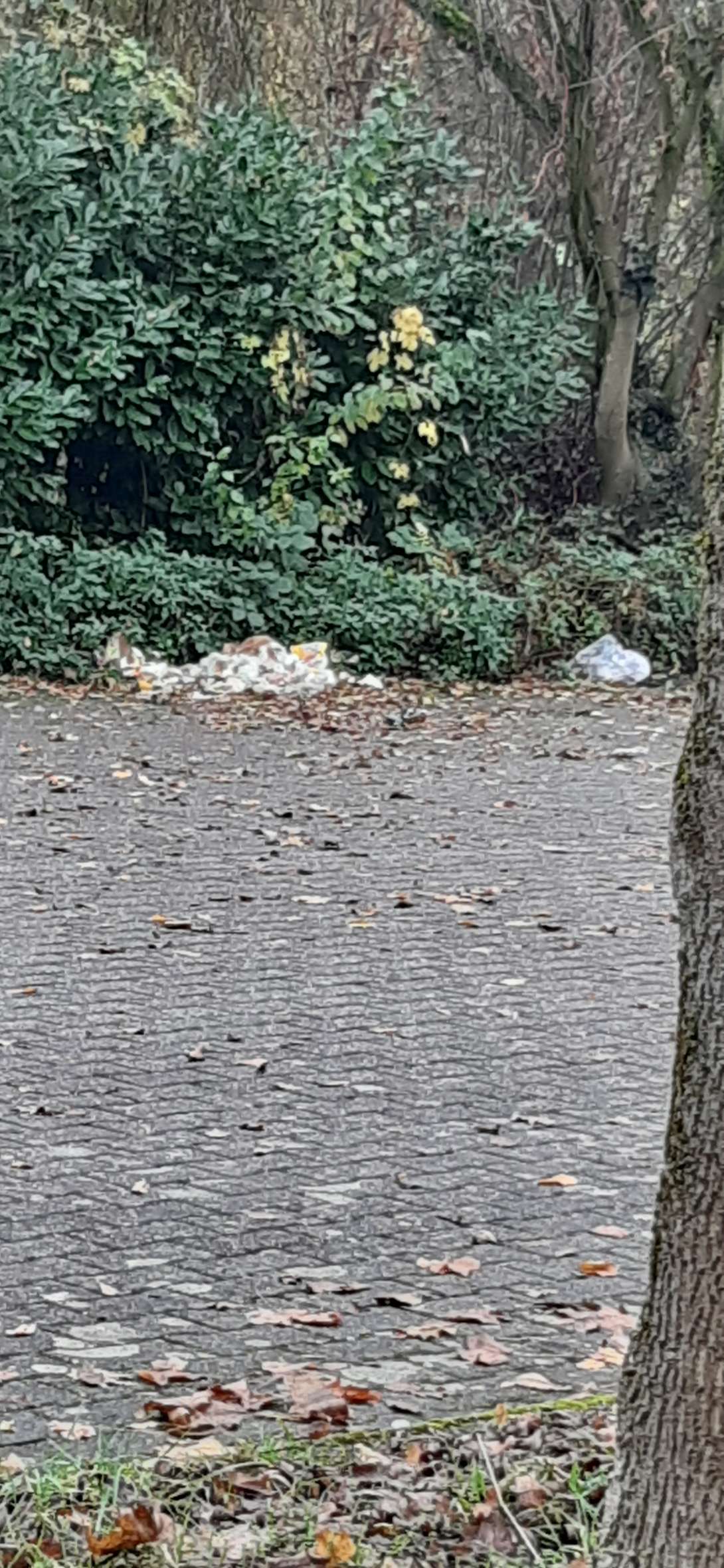 Bild zu gemeldetem Anliegen vom *2025-11-17 12:08:58