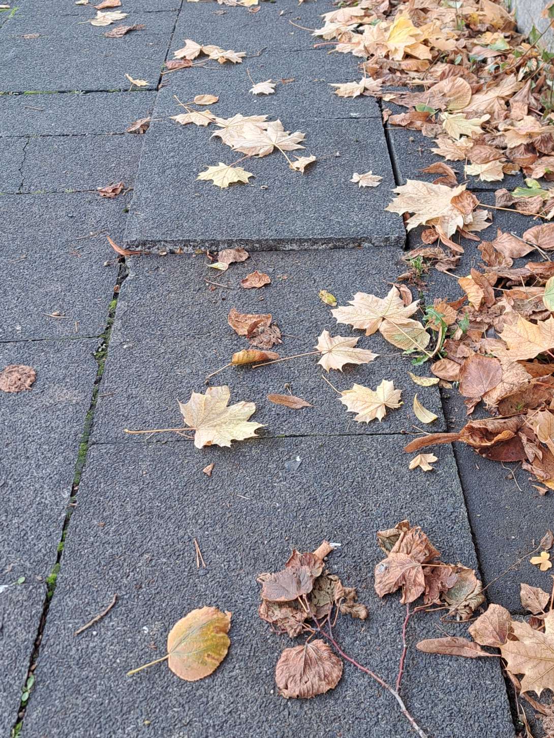 Bild zu gemeldetem Anliegen vom *2025-11-22 10:46:45