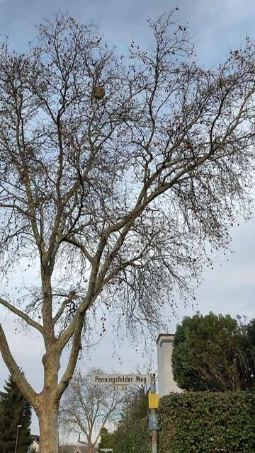 Bild zu gemeldetem Anliegen vom *2025-11-23 14:16:21