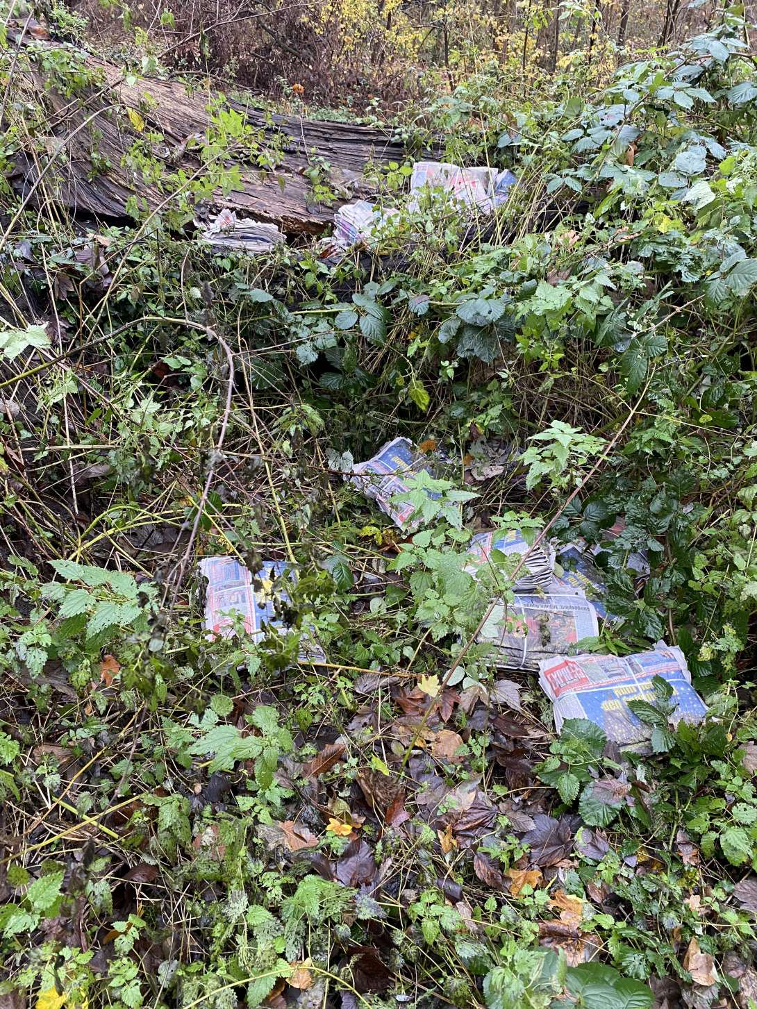 Bild zu gemeldetem Anliegen vom *2025-12-01 06:04:32